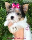Parti Yorkie female