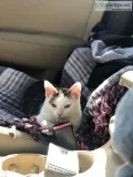 KITTEN UP FOR ADOPTION