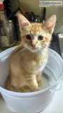 The most lovable little guys I mean kittens you ll ever see