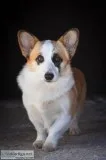 Pembroke Welsh Corgi Female For Sale