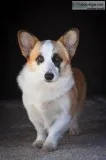 Pembroke Corgi Female For Sale