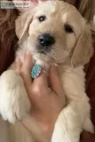 CHRISTMAS CKC Registered Labradoodle Puppies