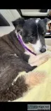 Border Collie female found on  Koolau Road near Larson&rsquos Be