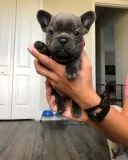 Healthy Blue French Bulldog Puppies Ready