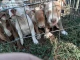 American pitbull terriers bluefawnbrindles