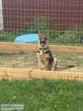 5 month Akc male German Shepherd