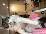 7yrs old cat
