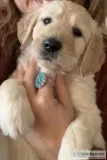 CHRISTMAS CKC Registered Labradoodle Puppies
