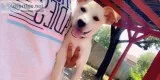 Puppy for Sale