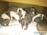 6 weeks old Blue pitbull puppies