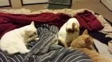 Re-homing Adult scottish cats
