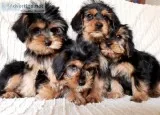 Adorable Holiday King Charles Yorkie Puppies - READY NOW