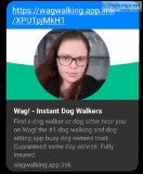 EXPERIENCED PET WALKER AND SITTER
