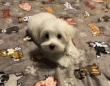 Male Maltese Puppies