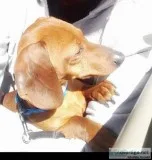 Daschund