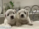 Bichon Puppies for Sale