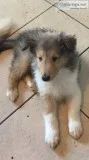 Beautiful Collie Puppies