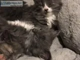 Kittens ready for Christmas Part Maine coon