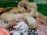 Dalmatian Puppies
