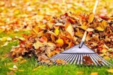Cheap Raking Services