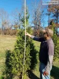 Tree s for Sale