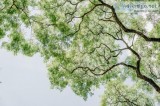 DIY Tree Pruning Avoid it.