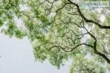 DIY Tree Pruning Avoid it.
