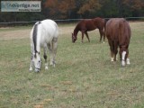 Horse Boarding