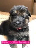 AKC GERMAN SHEPHERD PUPPIES
