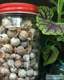 ORGANIC DRIED PAPAVER SOMNIFERUM PODSDRIED POPPY PODS