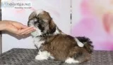 SHIH TZU puppies
