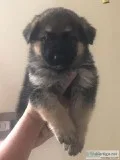 German Shepard Puppies