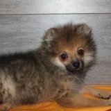 Pomeranian Puppies