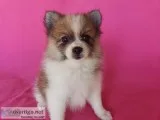Pomeranian Female