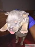American Tri color bully&rsquos