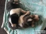 Shetland sheep puppys