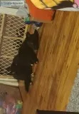 AKC REGISTERED siberian husky puppy. mostly all black