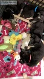 Purebred German Shepherd Puppies