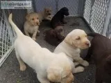 Chocolateyellow  Labradors