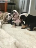 Newborn puppies English bulldogs
