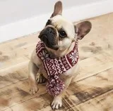 Online Pet Clothing and Accessories Store