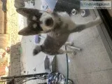 Husky puppy