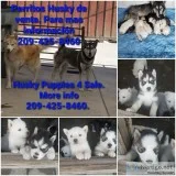 HUSKY S