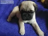 2 months old Male Pug for sale