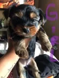 yorkies