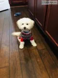 Bich Poo hypoallergenic puppy