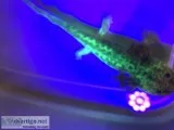 Juvenile axolotls for sale (3-5 inch)