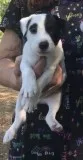 Stunning Jack Russell Terrier available