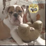 AKC Champion Breed Bulldog