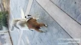 AKC registered English Bulldog